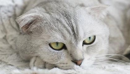 九游游戏中心官网-朱婷助球队拿下关键战女排世界杯，朱婷女排吧 朱婷个站